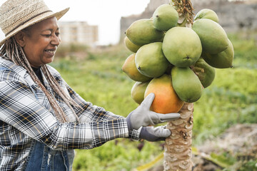 African farmer woman working at garden while picking up papaya fruit - Focus on face
