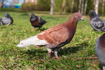 seagulls and doves on the grass