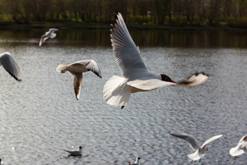 seagull flying over the pond