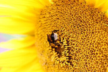 Sunflower/Girasole - Ape, Bees Nature, flower, fiori, garden, close up