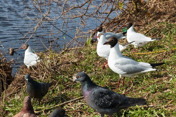 seagulls and doves on the grass