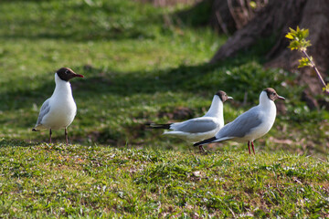 seagulls and doves on the grass