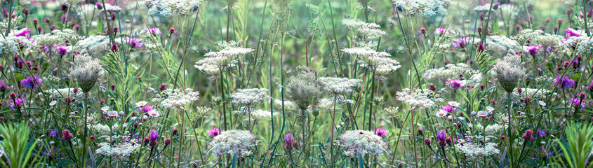 Summer meadow with wild flowers in the sunshine. Banner. Blurry natural background.