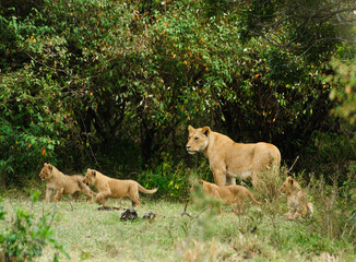 Lion  mother and cubs in early morning, Masai Mara Game Reserve in Kenya

