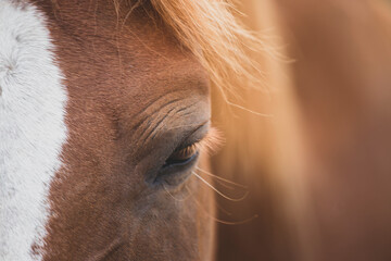 Horse head portrait close up. closed eye. no stress. Tenderness