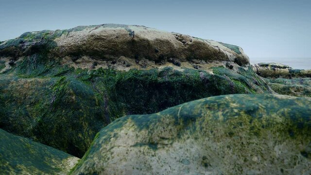 Rocks Covered In Barnacles By The Sea