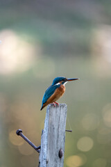 kingfisher on a branch