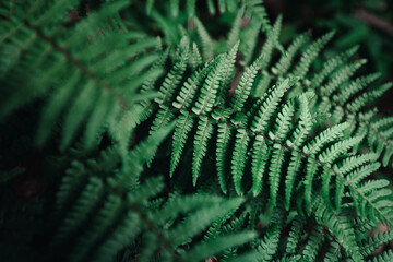 Close up of green fern leaf