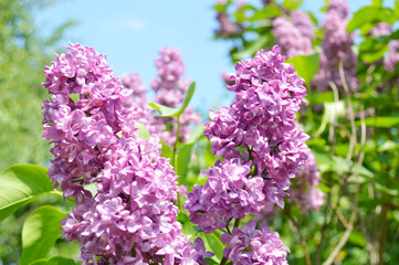 beautiful branch of blooming lilac against the background of fresh green foliage