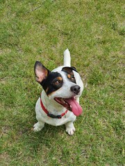 happy jack russell terrier sitting on grass