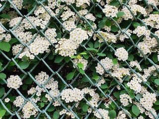 flowers on a green background