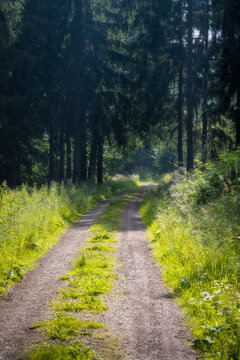 Waldweg im Nadelwald mit Sonnenschein auf einer kleinen Lichtung