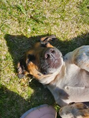 happy dog sleeping in the grass