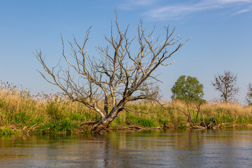 Summer day over Warta river in Warta Landscape Park, Poland. - obrazy, fototapety, plakaty