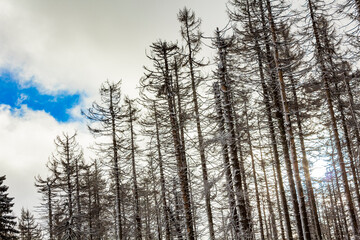 Snowed in dead fir trees landscape Brocken mountain Harz Germany