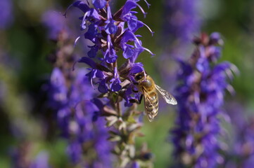 bee on lavender