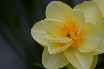 Fotobehang yellow and orange flower © Alexis