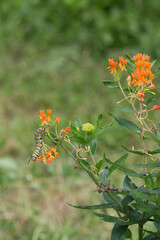 Monarch butterfly caterpillar