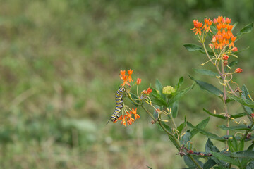 Monarch butterfly caterpillar