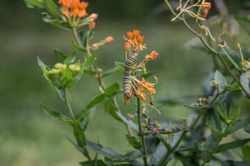Monarch butterfly caterpillar