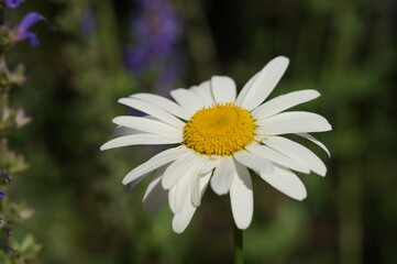 Obraz premium chamomile