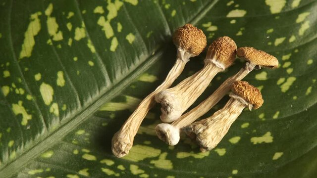 Dry psilocybin mushrooms on green leaf background. Dieffenbachia plant. Psychedelic magic mushroom Golden Teacher. Yellow layout. Alternative medicine. Microdosing concept.