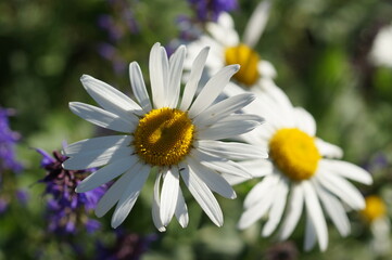 Obraz premium chamomile
