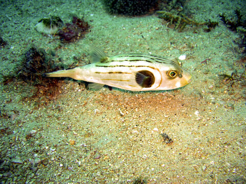 Puffer fish (Arothron Manilensis) in the filipino sea 13.11.2015