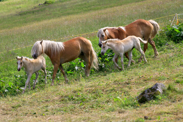 Haflinger Herde mit Jungtieren auf Weide