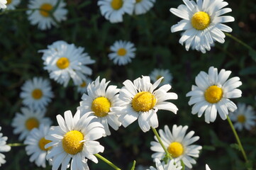 Fototapeta premium chamomile