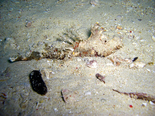 Tasseled Scorpionfish (Scorpaenopsis Oxycephala) in the filipino sea 23.1.2016