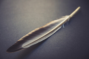 Feather on gray background