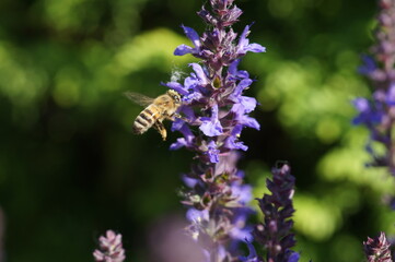 bee on flower