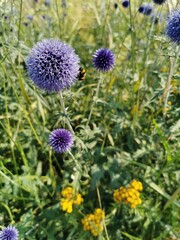 Bienenweide - Bepflanzung mit Kugeldistel (Echinops ritro)