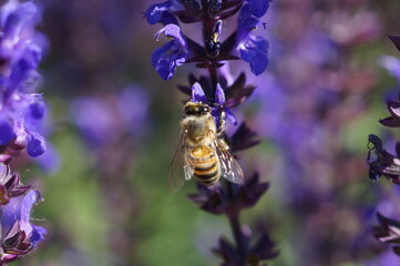 bee on a flower