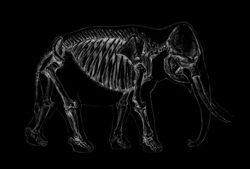 Anatomical sketch of a skeleton of an elephant, mammoth on a black background
