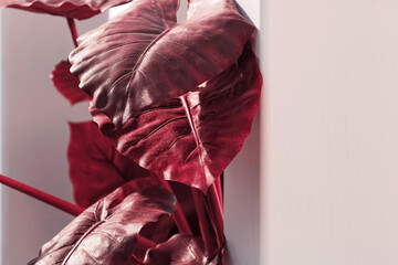 Red leaves, plant decoration in modern white interior.