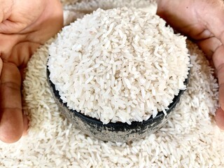 Thai jasmine rice grains in the hands of farmers or Thai Jasmine rice in thanan tropical plant in Asia and Thailand 