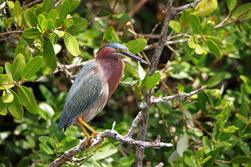 Green heron perched on a mangrove branch