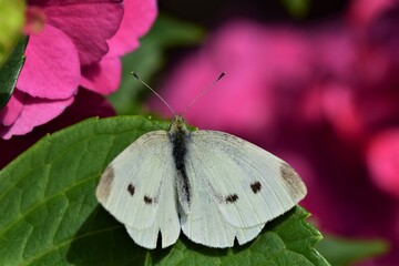 Pieris rapae - cabbage white butterfly at a pink hydrangea blossom as a close up