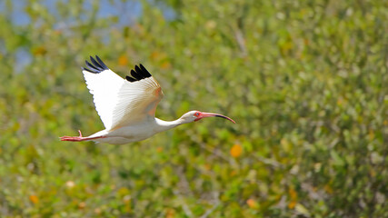 Obraz premium One white ibis flying with a green background