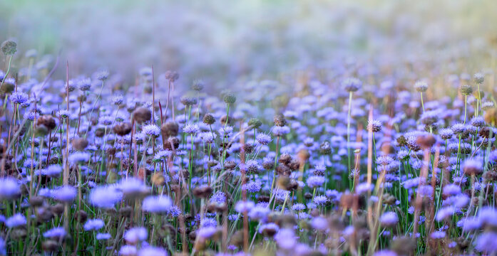 Wild flowers and blooming grass in a nature meadow in the rays of summer sun. Violet and pink. Blurry background with space for text. Close-up macro. Picturesque colorful art image with soft focus. 