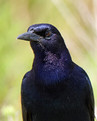 Close-up of a common grackle with iridescence