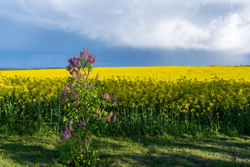 Farbkontrast mit Rapsfeld