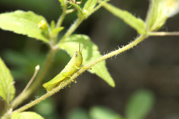 イナゴの幼虫　畑　夏　7月