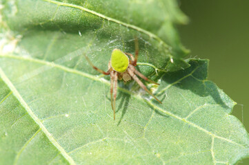 小型のクモ　夏　7月