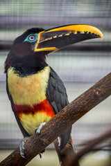 Obraz premium The chestnut-eared aracari (Pteroglossus castanotis), is a bird native to central and south-eastern South America. its diet mainly consists of fruit taken from trees in the area