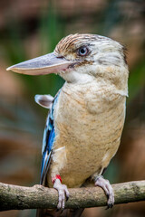 The blue-winged kookaburra (Dacelo leachii) is a large species of kingfisher native to northern Australia and southern New Guinea.