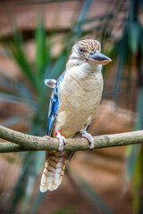 The blue-winged kookaburra (Dacelo leachii) is a large species of kingfisher native to northern Australia and southern New Guinea.