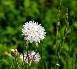 Variegated varieties of the plant called cornflower cornflower growing in flower meadows in the city of Białystok in Podlasie in Poland.